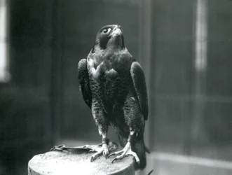 A Peregrine Falcon at London Zoo, January 1922